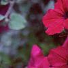 Petunia grandiflora 'Purple Wave', flowers