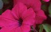 Petunia grandiflora 'Purple Wave', flowers