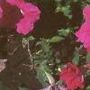 Petunia grandiflora 'Rose Wave', habit