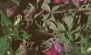 Petunia grandiflora 'Rose Wave', habit