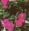 Petunia grandiflora 'Rose Wave', habit