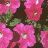 Petunia grandiflora 'Rose Wave', habit