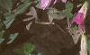 Petunia grandiflora 'Rose Wave', habit