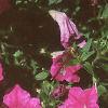 Petunia grandiflora 'Rose Wave', habit