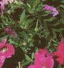 Petunia grandiflora 'Rose Wave', habit