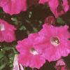 Petunia grandiflora 'Rose Wave', habit