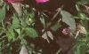 Petunia grandiflora 'Rose Wave', habit