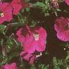 Petunia grandiflora 'Rose Wave', habit