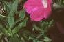 Petunia grandiflora 'Rose Wave', habit