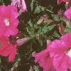 Petunia grandiflora 'Rose Wave', habit