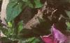 Petunia grandiflora 'Rose Wave', flowers