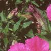 Petunia grandiflora 'Rose Wave', flowers
