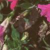 Petunia grandiflora 'Rose Wave', flowers