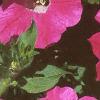 Petunia grandiflora 'Rose Wave', flowers