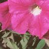 Petunia grandiflora 'Rose Wave', flowers