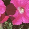 Petunia grandiflora 'Rose Wave', flowers