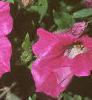 Petunia grandiflora 'Rose Wave', flowers
