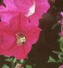 Petunia grandiflora 'Rose Wave', flowers