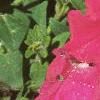 Petunia grandiflora 'Ultra Rose', flowers