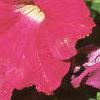 Petunia grandiflora 'Ultra Rose', flowers