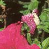Petunia grandiflora 'Ultra Rose', flowers