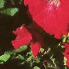 Petunia grandiflora 'Ultra Red', habit