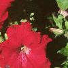 Petunia grandiflora 'Ultra Red', habit