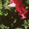 Petunia grandiflora 'Ultra Red', habit