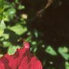 Petunia grandiflora 'Ultra Red', flowers