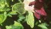 Petunia grandiflora 'Ultra Red', flowers