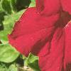 Petunia grandiflora 'Ultra Red', flowers