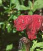 Petunia grandiflora 'Ultra Red', flowers