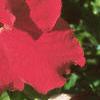 Petunia grandiflora 'Ultra Red', flowers
