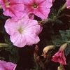 Petunia 'Light Pink Vein', flowers