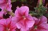 Petunia 'Light Pink Vein', flowers