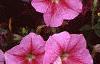 Petunia 'Light Pink Vein', flowers