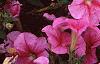 Petunia 'Light Pink Vein', flowers