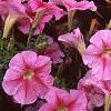 Petunia 'Light Pink Vein', flowers