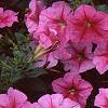 Petunia 'Light Pink Vein', flowers