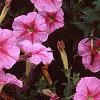 Petunia 'Light Pink Vein', flowers