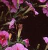 Petunia 'Light Pink Vein', flowers