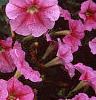 Petunia 'Light Pink Vein', flowers