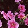 Petunia 'Light Pink Vein', flowers