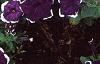 Petunia 'Merlin Blue Picotee', flowers