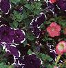 Petunia 'Merlin Blue Picotee', flowers