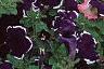 Petunia 'Merlin Blue Picotee', flowers