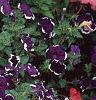 Petunia 'Merlin Blue Picotee', flowers