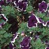 Petunia 'Merlin Blue Picotee', flowers