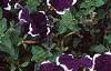 Petunia 'Merlin Blue Picotee', flowers
