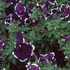 Petunia 'Merlin Blue Picotee', flowers